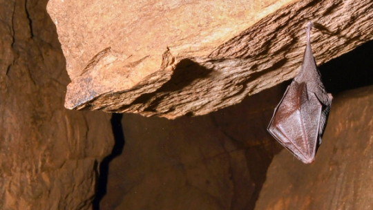 Opět zvítězil vrápenec malý, pomáhá mu změna klimatu