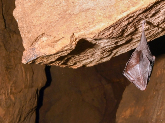 Opět zvítězil vrápenec malý, pomáhá mu změna klimatu